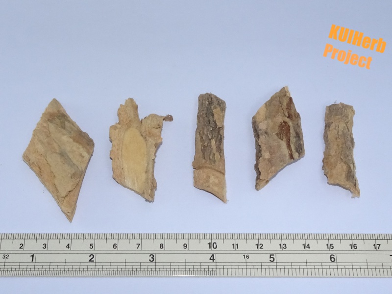 Image Powered By KUIHerb Project