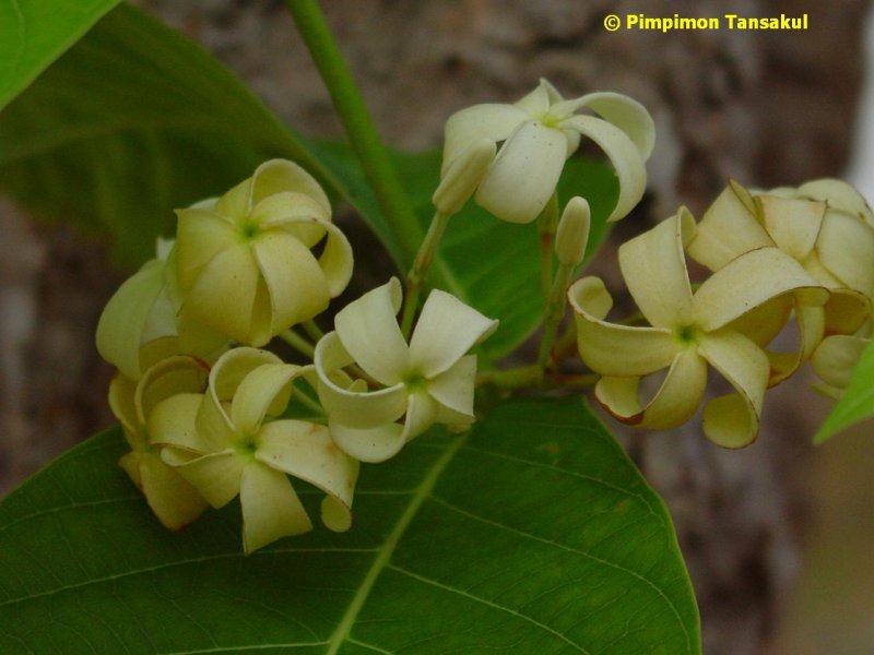 Image Powered By KUIHerb Project