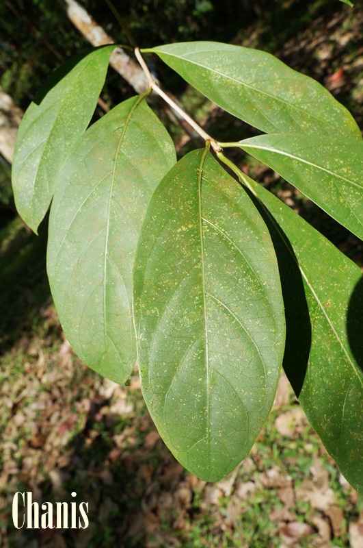 Image Powered By chanis