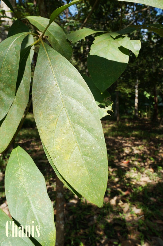 Image Powered By chanis