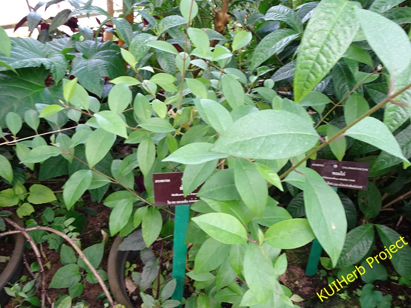 Image Powered By วีรยุทธ์ เลิศนที