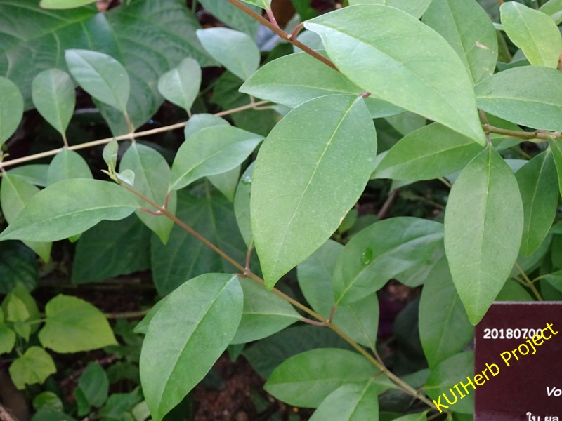 Image Powered By วีรยุทธ์ เลิศนที