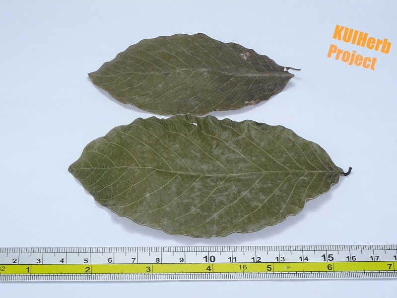 Image Powered By KUIHerb Project