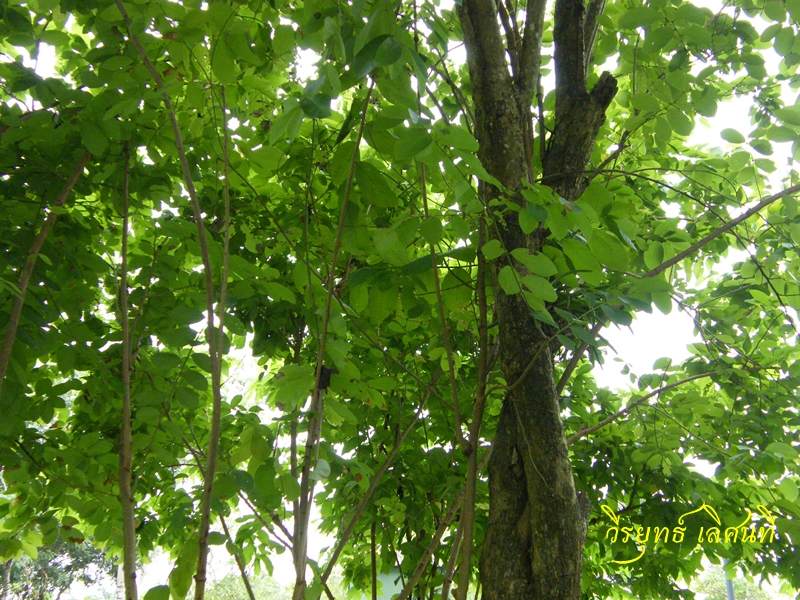 Image Powered By วีรยุทธ์ เลิศนที