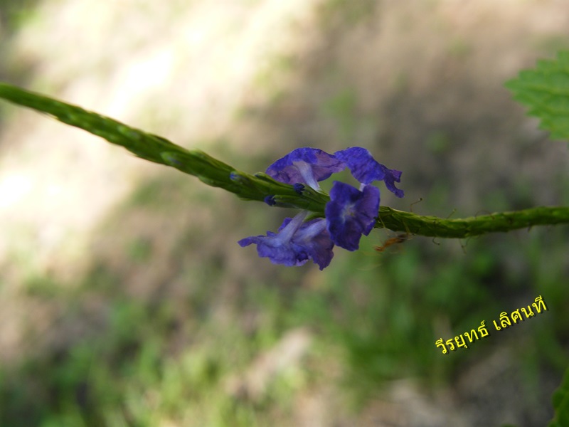 Image Powered By วีรยุทธ์ เลิศนที