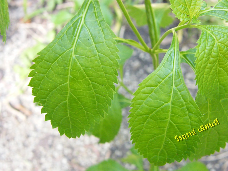 Image Powered By วีรยุทธ์ เลิศนที