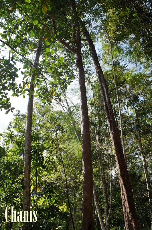 Image Powered By chanis