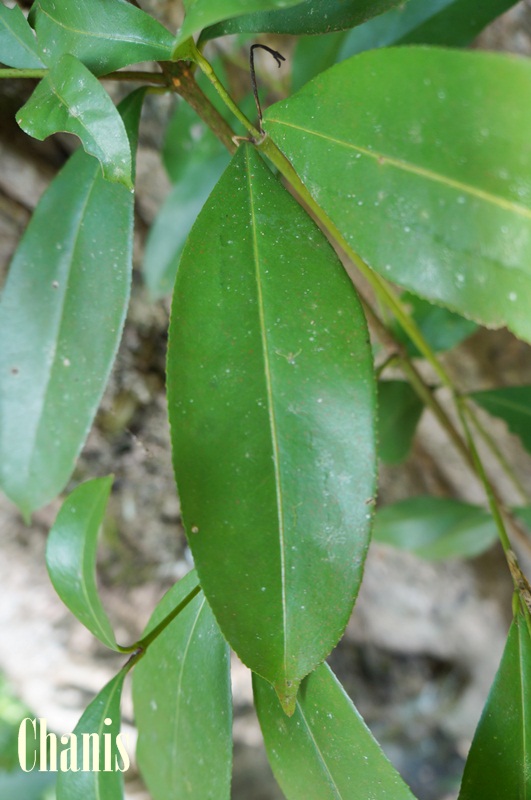 Image Powered By chanis