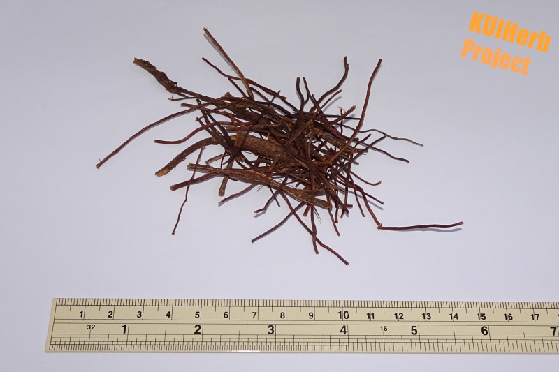 Image Powered By KUIHerb Project