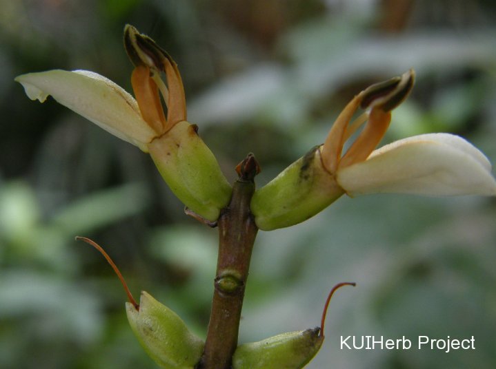 Image Powered By KUIHerb Project