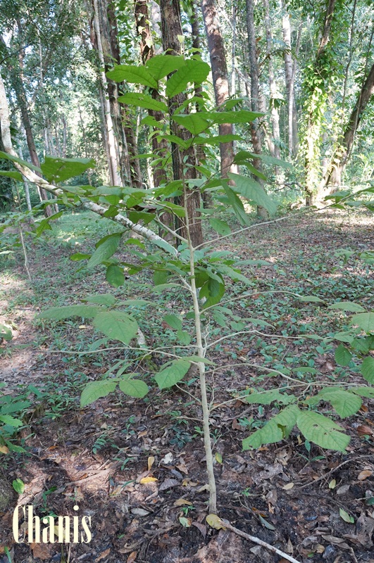 Image Powered By chanis