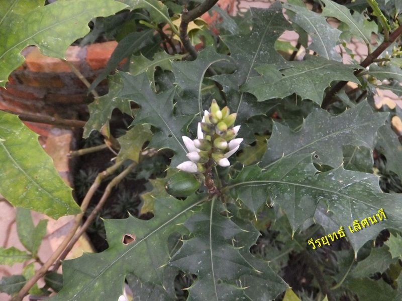 Image Powered By วีรยุทธ์ เลิศนที