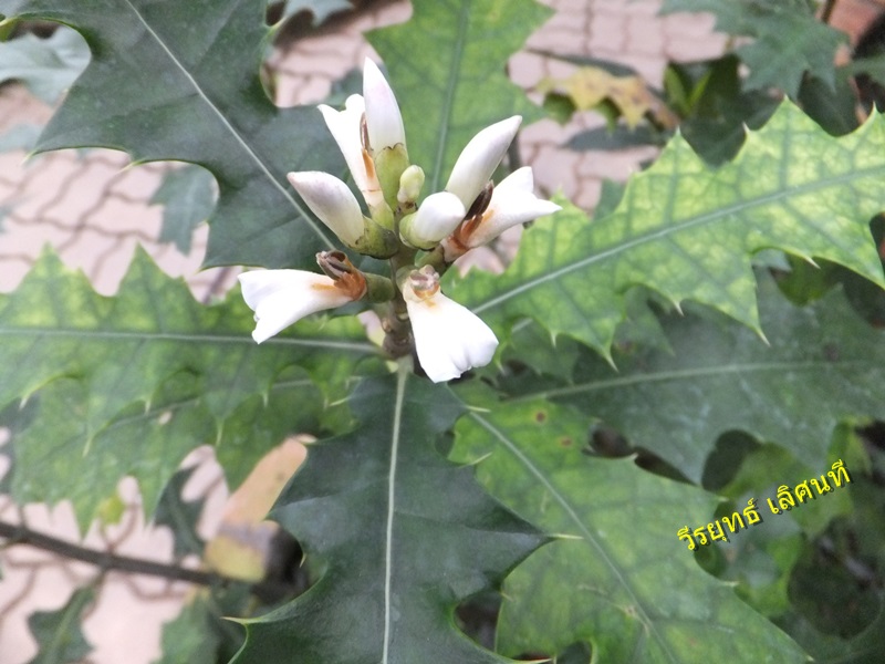 Image Powered By วีรยุทธ์ เลิศนที