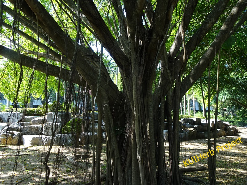 Image Powered By วีรยุทธ์ เลิศนที