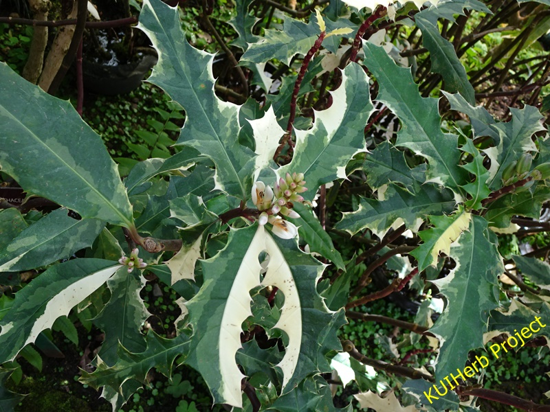 Image Powered By วีรยุทธ์ เลิศนที