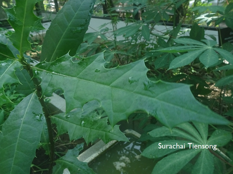 Image Powered By สุรชัย เทียนส่ง