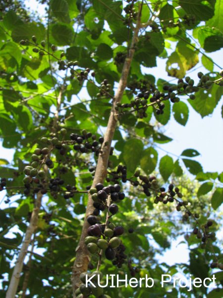 Image Powered By KUIHerb Project