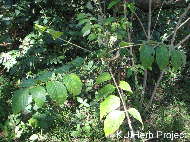 Image Powered By KUIHerb Project