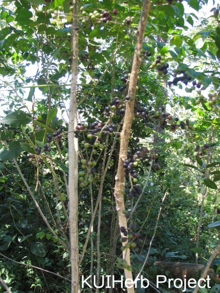 Image Powered By KUIHerb Project