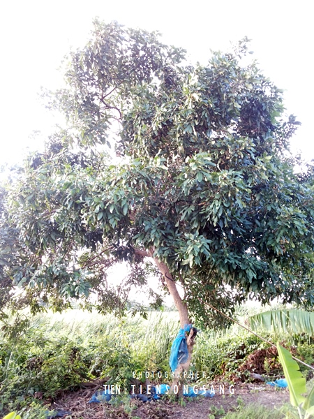 Image Powered By สุรชัย เทียนส่ง