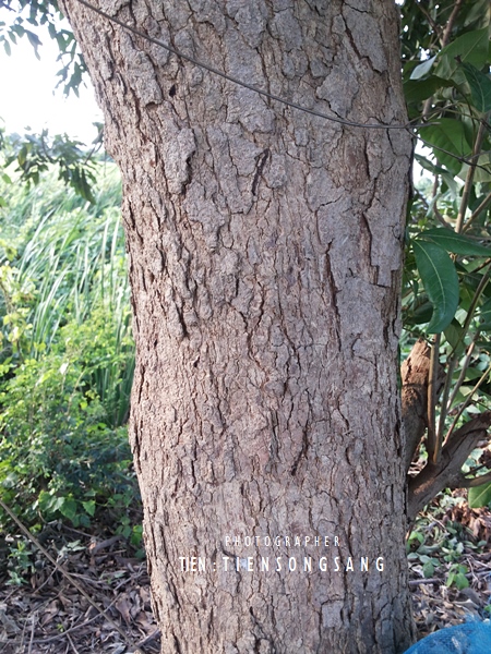 Image Powered By สุรชัย เทียนส่ง