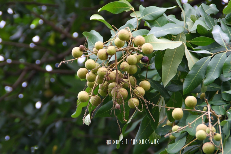 Image Powered By สุรชัย เทียนส่ง