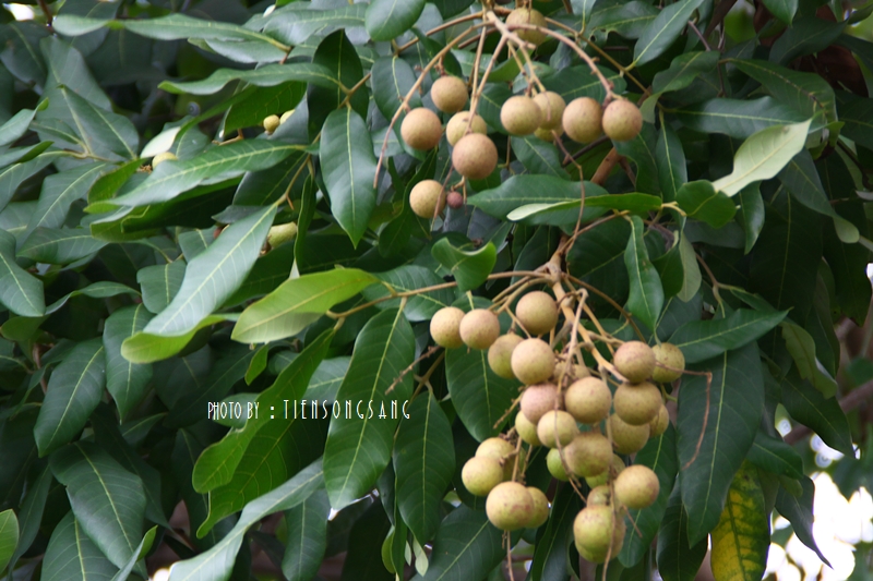 Image Powered By สุรชัย เทียนส่ง