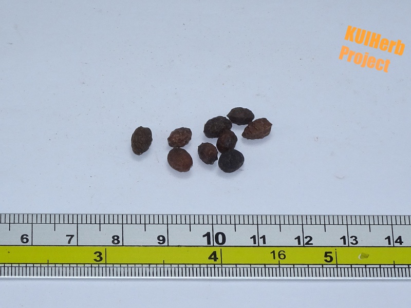 Image Powered By KUIHerb Project